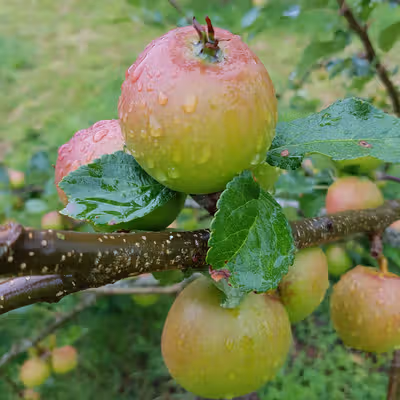 Winston (Winter King)